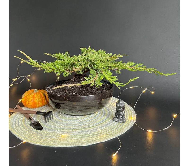 Бонсай Можжевельник арт. 108