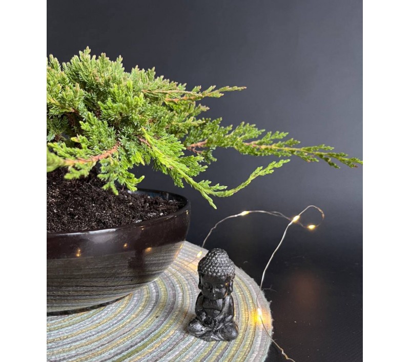 Бонсай Можжевельник арт. 108