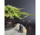 Бонсай Можжевельник арт. 108