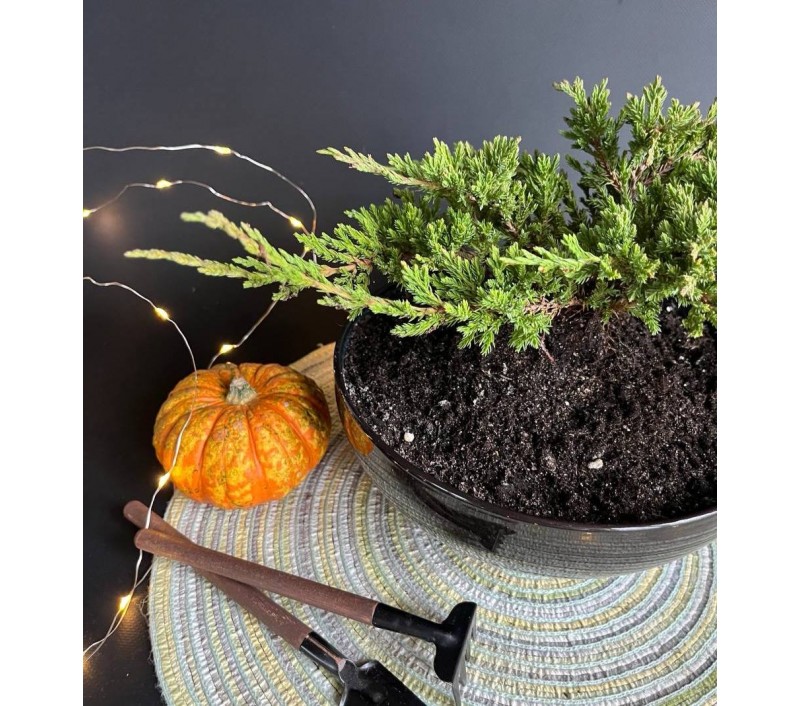 Бонсай Можжевельник арт. 108