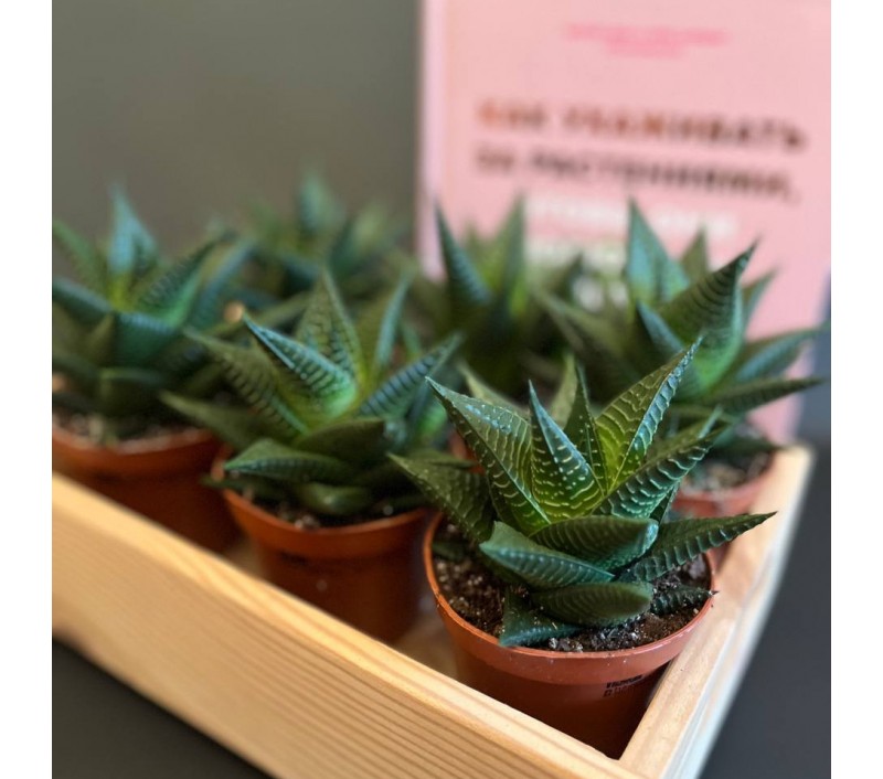 Хавортия Лимифолия арт. 081