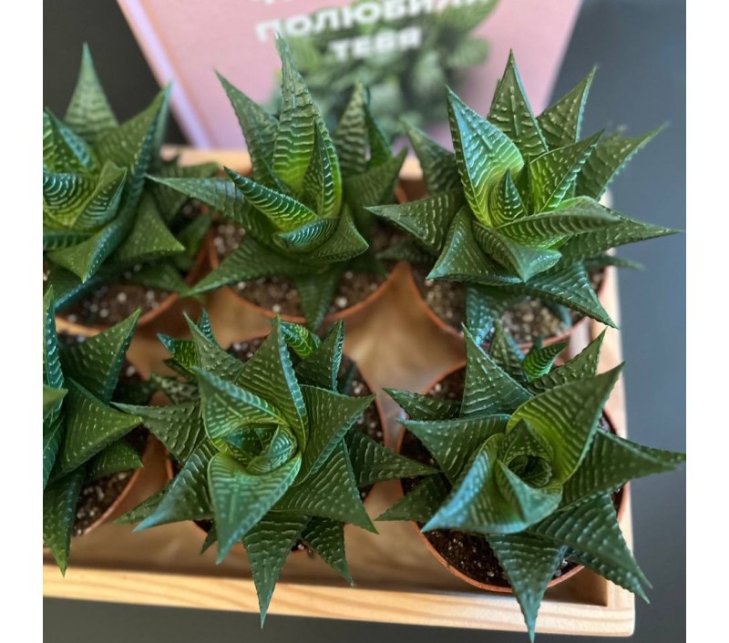 Хавортия Лимифолия арт. 081