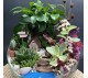Флорариум "Мини-сад" "Сказочный лес" с бонсаем - фикусом Гинсенг и оленятами арт. 122