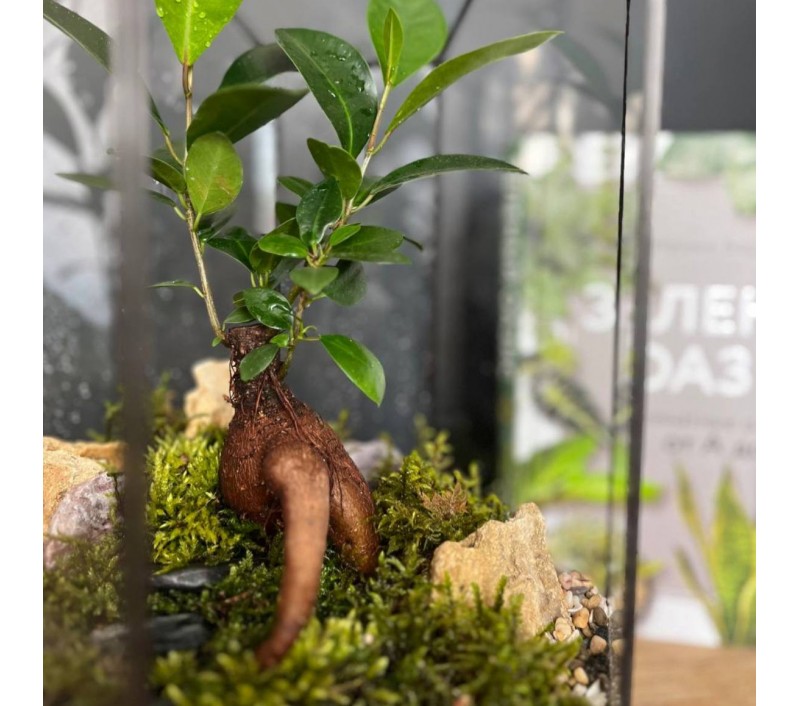 Флорариум "Мини-сад" в геометрической форме в стиле "Tiffany" "Леон"  арт. 092