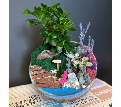 Флорариум "Мини-сад" "Карибы" с бонсаем - фикусом Гинсенг и Фиттонией арт. 071