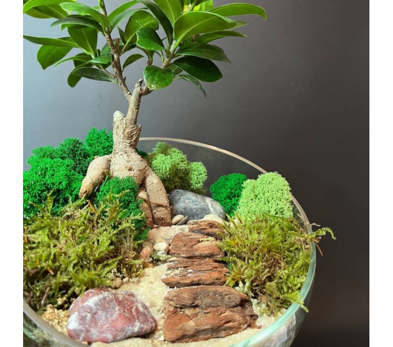 Флорариум "Мини-сад" "Реймс" с бонсаем - фикусом Гинсенг арт. 127