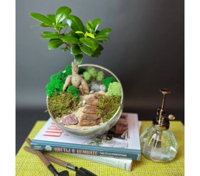 Флорариум "Мини-сад" "Реймс" с бонсаем - фикусом Гинсенг арт. 127