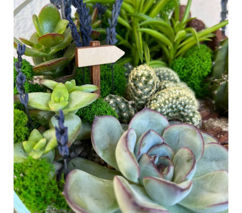 Флорариум "Мини-сад" "Сицилия" арт. 061