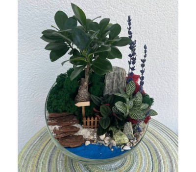 Флорариум "Мини-сад" "Афины" с бонсаем - фикусом Гинсенг и Фиттонией и пеперомией Россо арт. 136