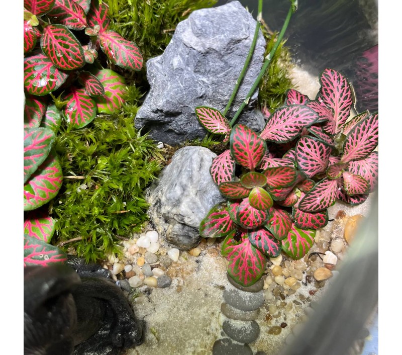 Флорариум "Мини-сад" "Лотос" в закрытой экосистеме с подсветкой арт. 139