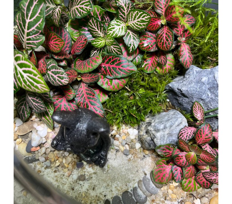 Флорариум "Мини-сад" "Лотос" в закрытой экосистеме с подсветкой арт. 139