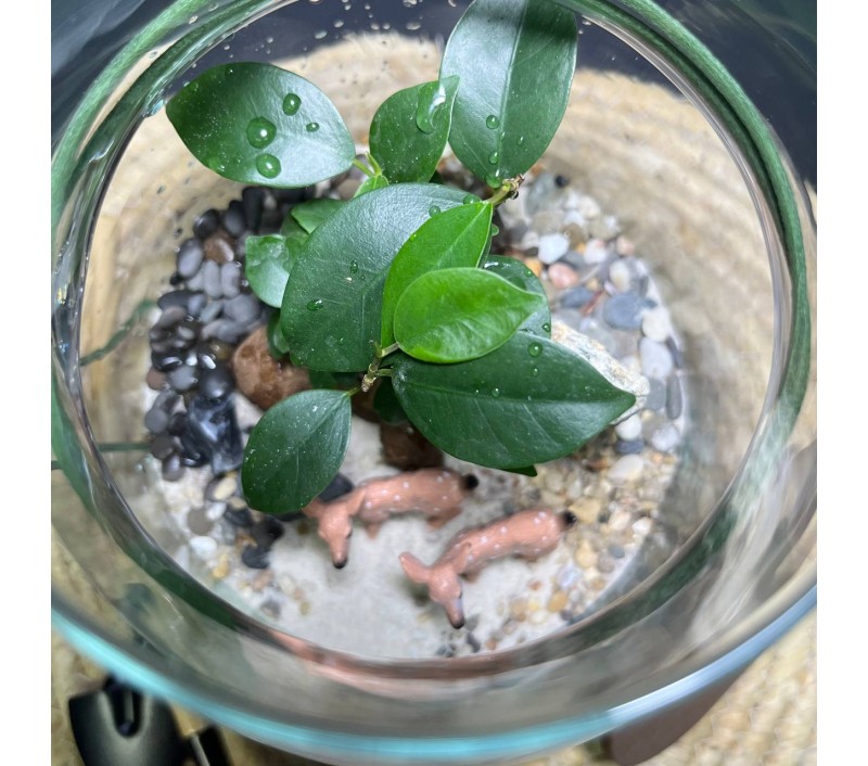 Флорариум "Мини-сад" "Лесной дуэт" в закрытой экосистеме с подсветкой арт. 142