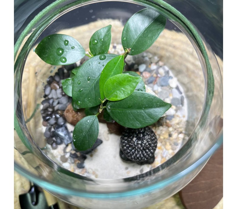 Флорариум "Мини-сад" "Шри-Ланка" в закрытой экосистеме с подсветкой арт. 143