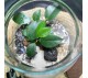 Флорариум "Мини-сад" "Шри-Ланка" в закрытой экосистеме с подсветкой арт. 143
