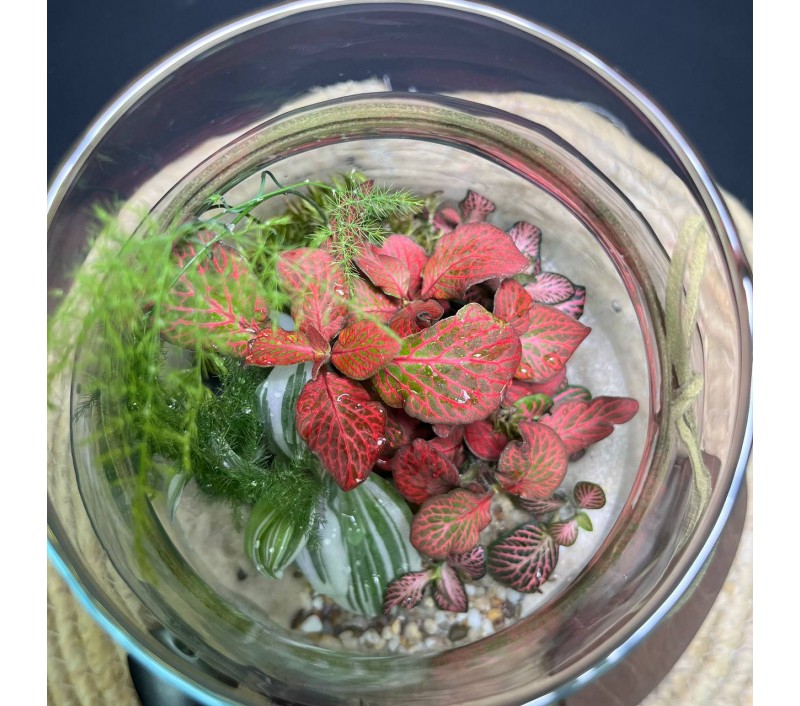 Флорариум "Мини-сад" "Мьянма" в закрытой экосистеме с подсветкой арт. 144