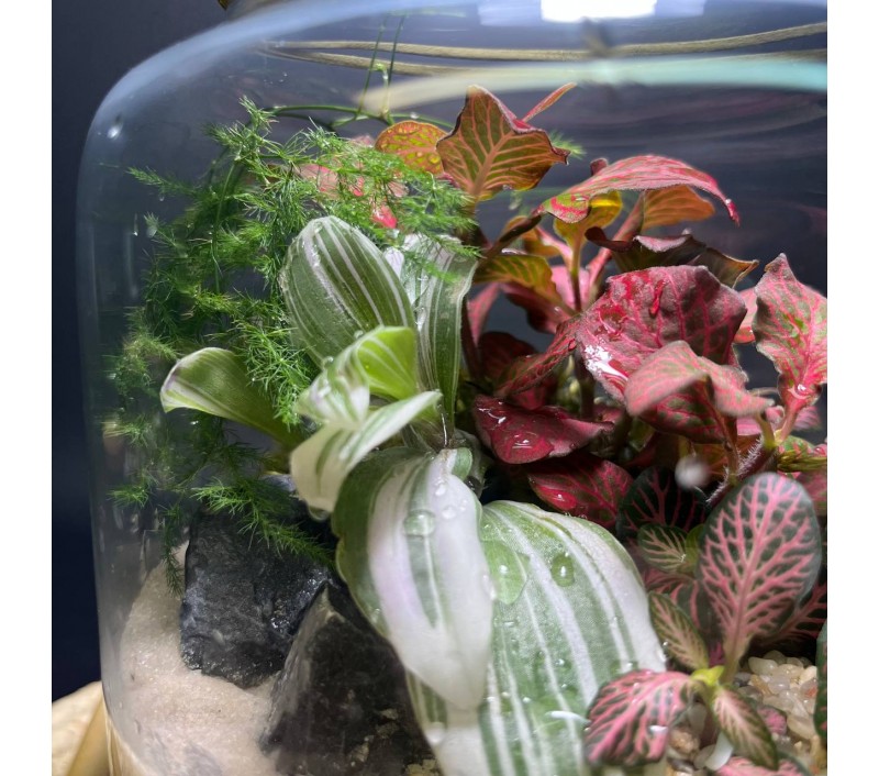 Флорариум "Мини-сад" "Мьянма" в закрытой экосистеме с подсветкой арт. 144
