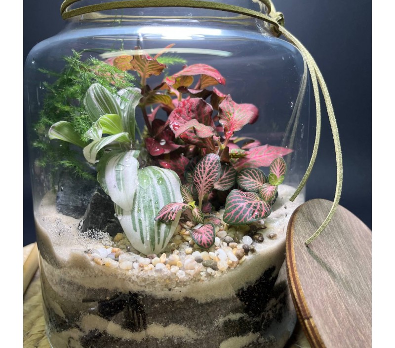 Флорариум "Мини-сад" "Мьянма" в закрытой экосистеме с подсветкой арт. 144