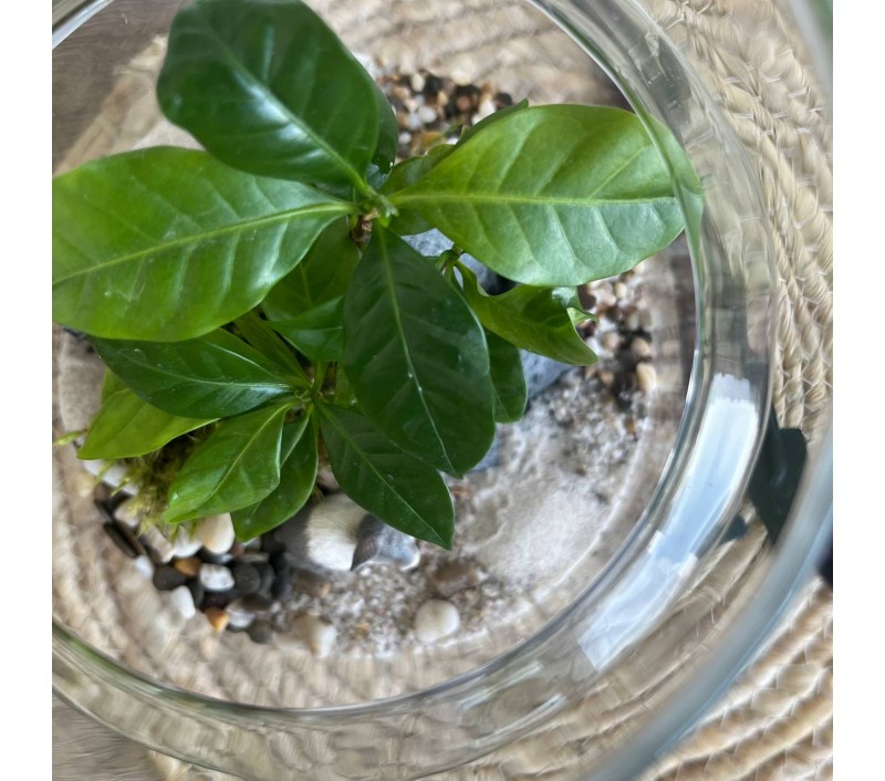 Флорариум "Мини-сад" "Колумбия" в закрытой экосистеме с подсветкой арт. 145