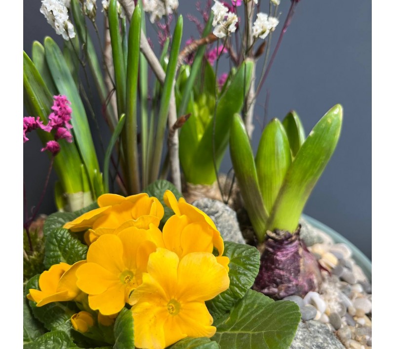 Композиция в керамическом кашпо с первоцветами арт. 146