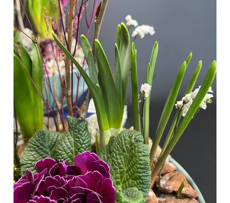 Композиция в керамическом кашпо с первоцветами арт. 146