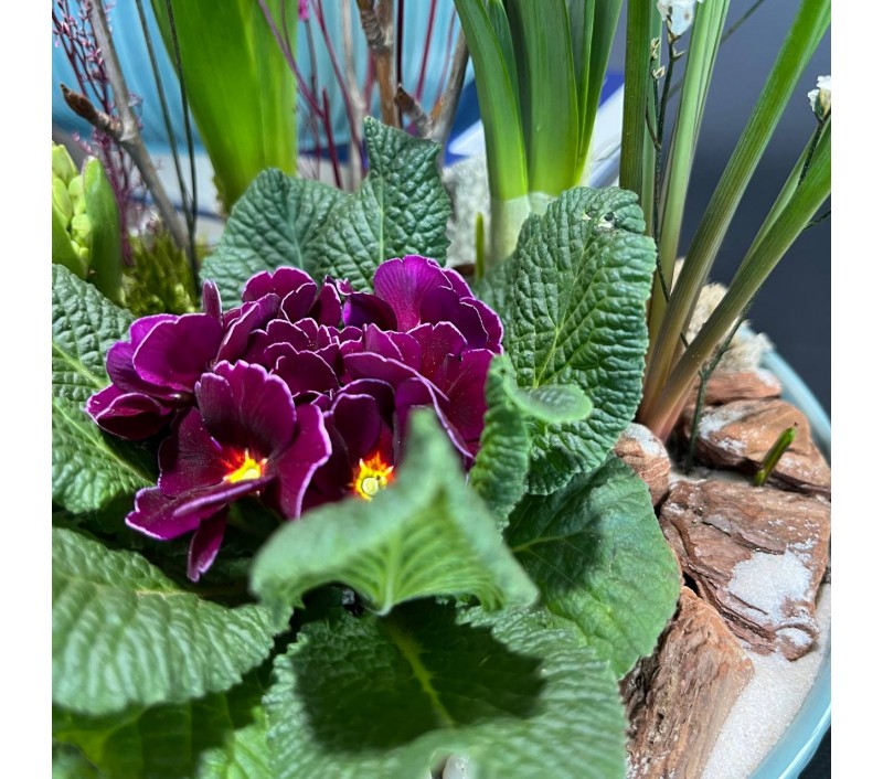 Композиция в керамическом кашпо с первоцветами арт. 146