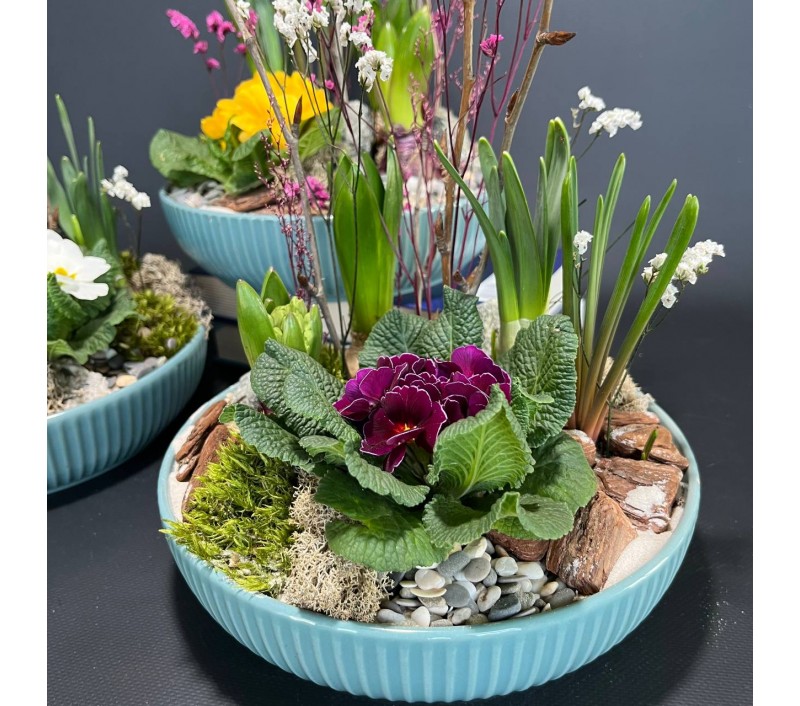 Композиция в керамическом кашпо с первоцветами арт. 146