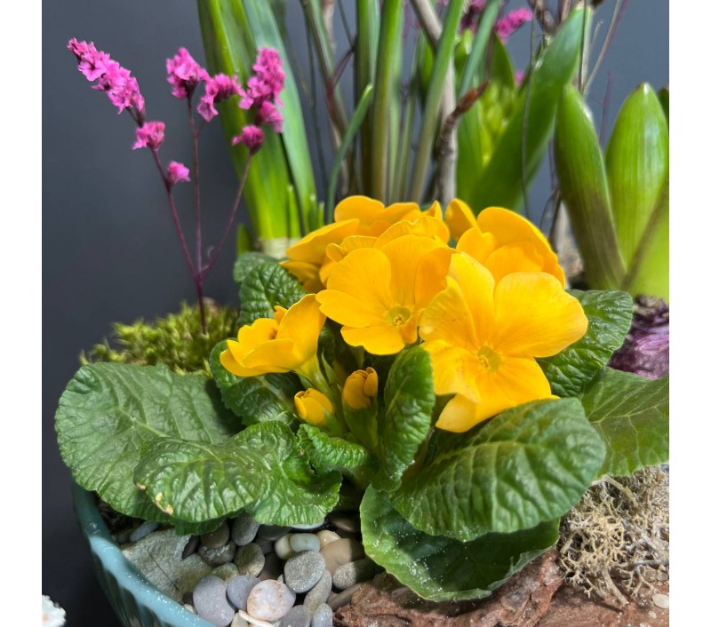 Композиция в керамическом кашпо с первоцветами арт. 146