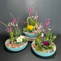 Композиция в керамическом кашпо с первоцветами арт. 146