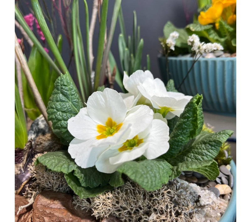 Композиция в керамическом кашпо с первоцветами арт. 146