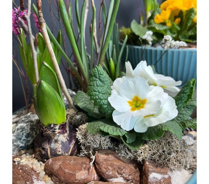 Композиция в керамическом кашпо с первоцветами арт. 146