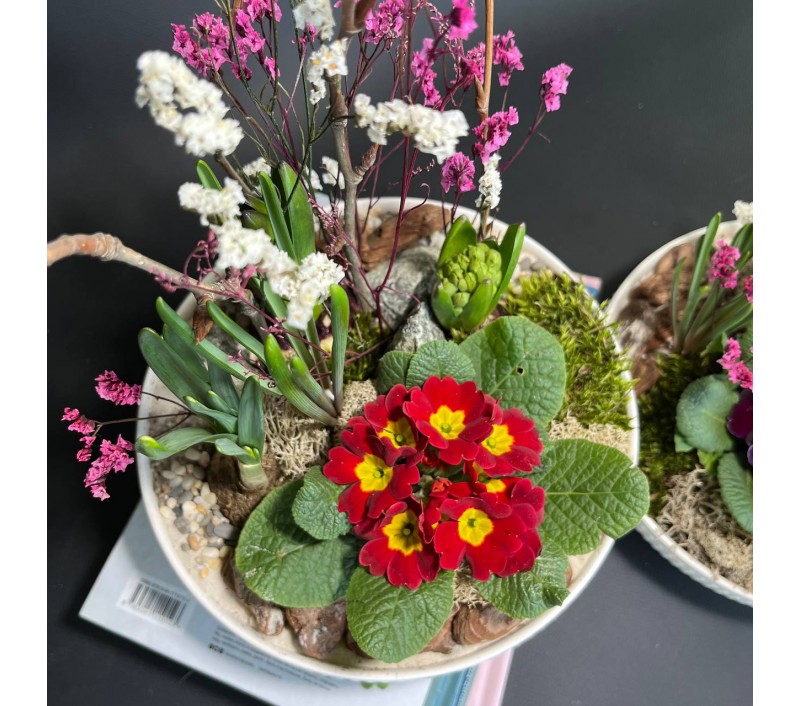 Композиция в керамическом кашпо с первоцветами арт. 147