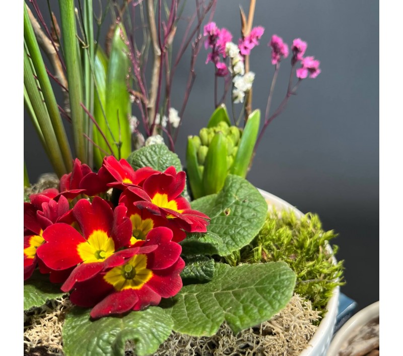 Композиция в керамическом кашпо с первоцветами арт. 147