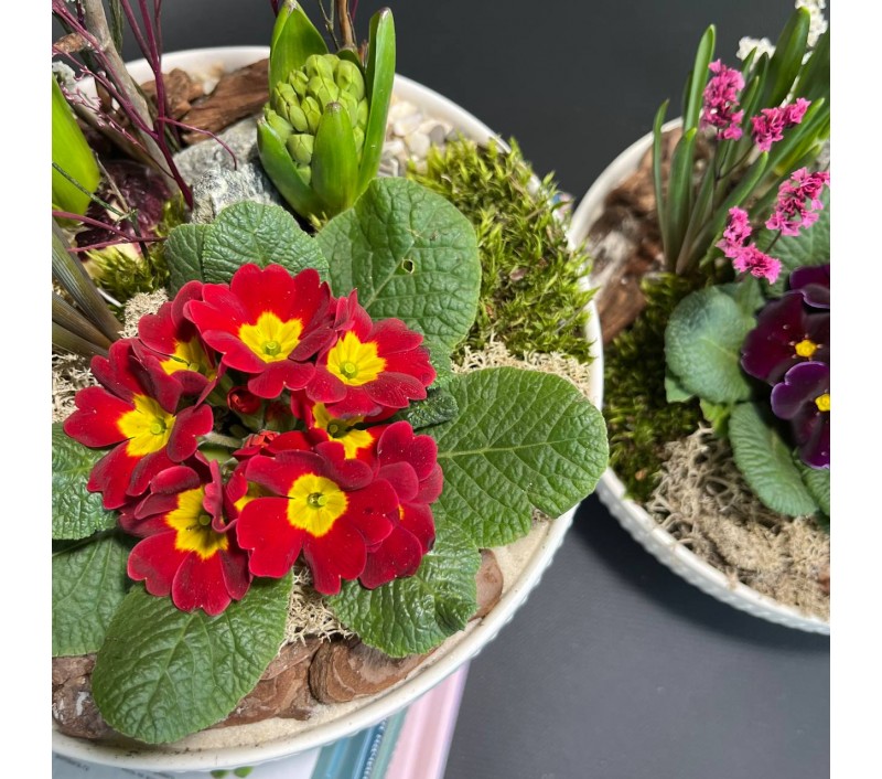 Композиция в керамическом кашпо с первоцветами арт. 147