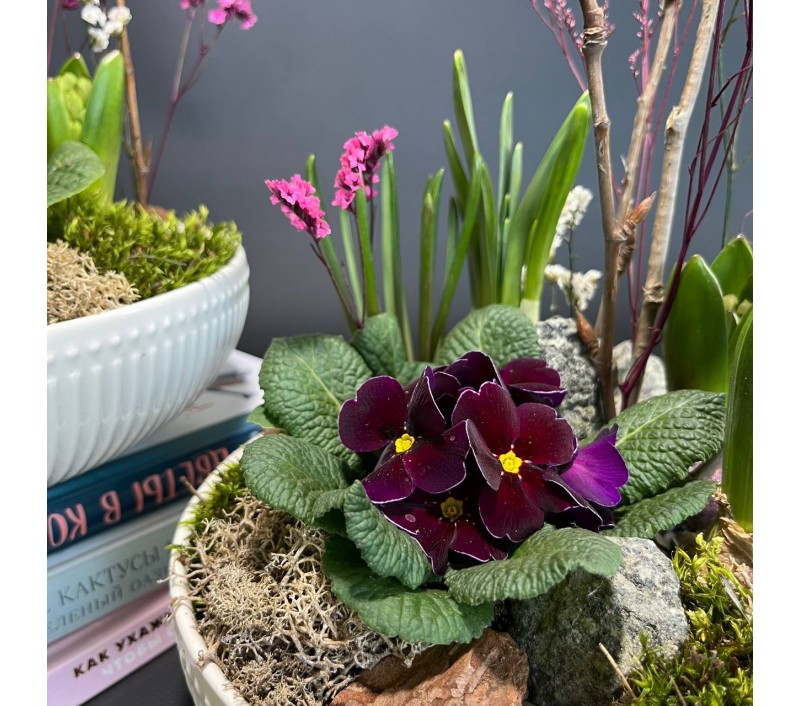 Композиция в керамическом кашпо с первоцветами арт. 147