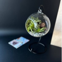 Флорариум-шар на подвесе с атмосферной тилландсией арт. 034
