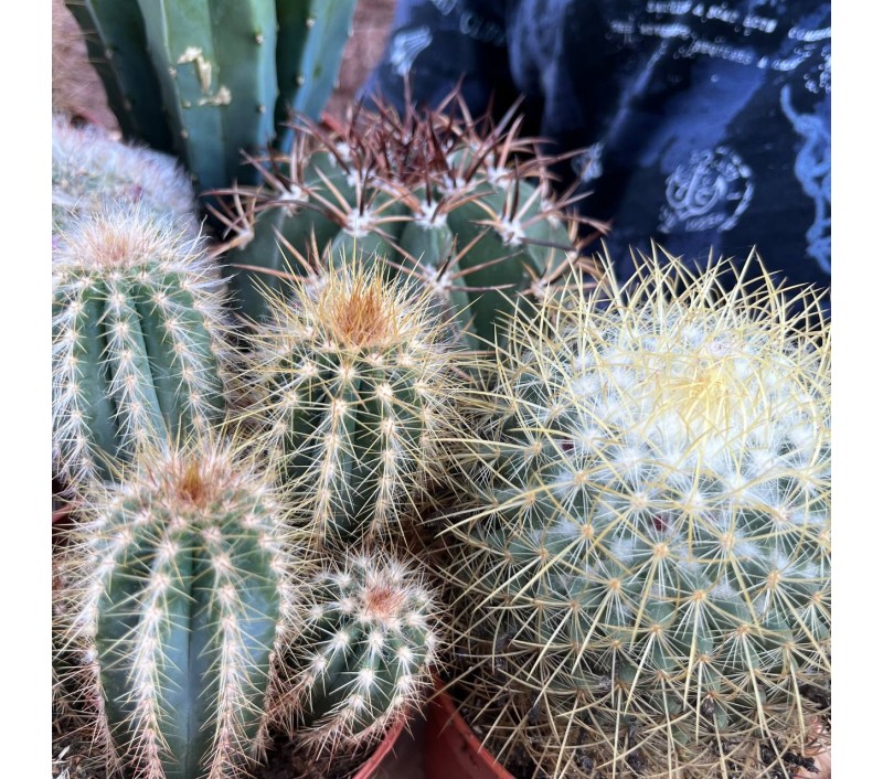 Кактусы микс арт. 018