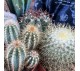 Кактусы микс арт. 018