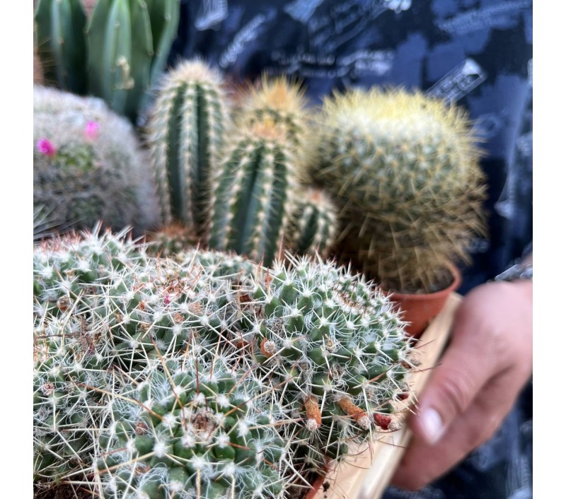 Кактусы микс арт. 018