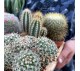 Кактусы микс арт. 018