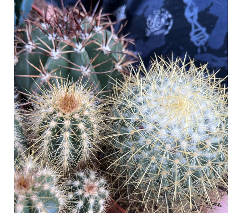 Кактусы микс арт. 018