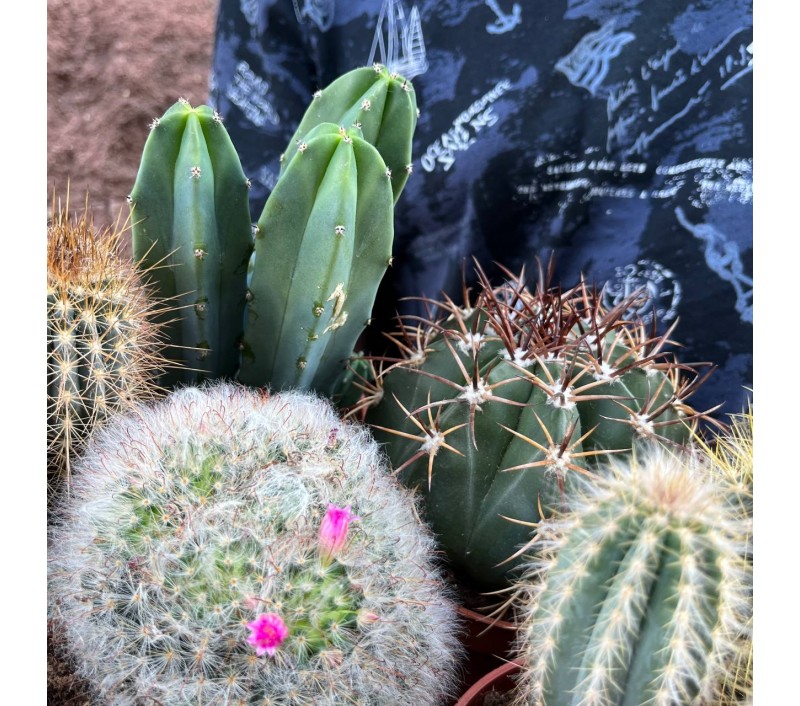 Кактусы микс арт. 018