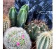 Кактусы микс арт. 018