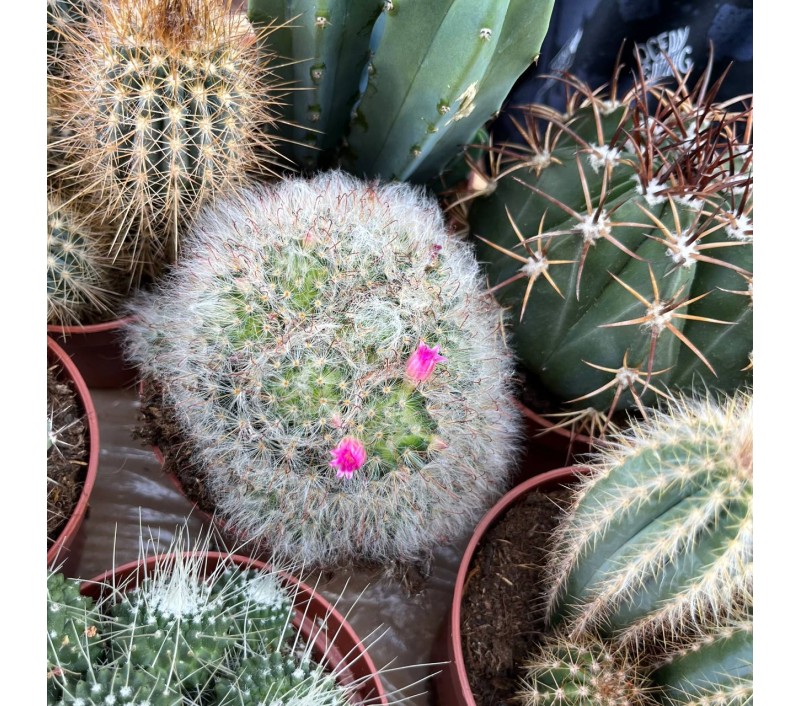 Кактусы микс арт. 018