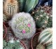 Кактусы микс арт. 018