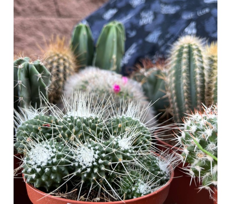 Кактусы микс арт. 018