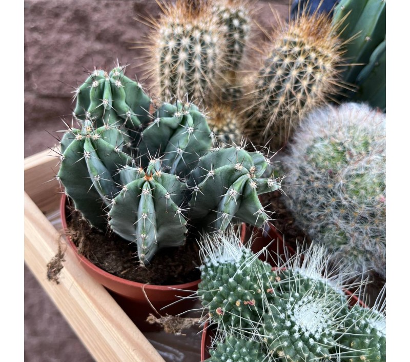 Кактусы микс арт. 018