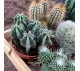 Кактусы микс арт. 018