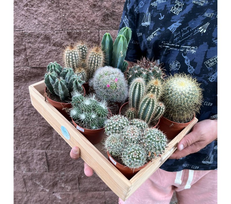 Кактусы микс арт. 018