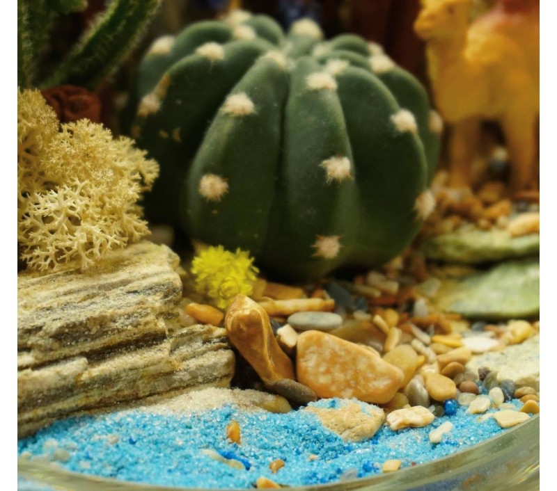 Флорариум "Мини-сад"с верблюдом арт. 046