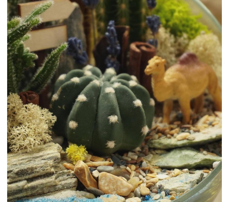Флорариум "Мини-сад"с верблюдом арт. 046